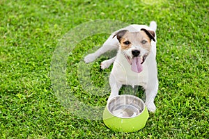 Dog drinking water from doggy bowl cooling down at hot summer day