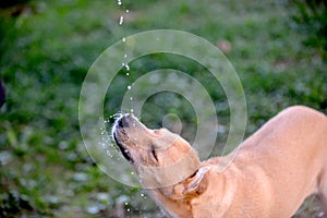 dog drinking water , falling waterdrops, refreshing .thirsty dog in summer