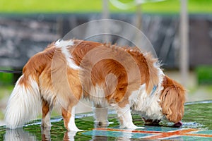 Dog drinking water from a fountain in park