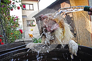 Dog drinking water from garden hosepipe