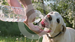 Dog drinking water from plastic bottle