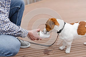 Dog drinking water from plastic bottle. Pet owner takes care of his jack russell terrier