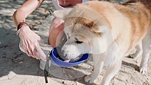Dog drinking water from portable dog drinker in woman hand