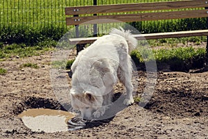 Dog drinking water from puddle