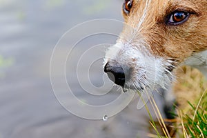 Dog drinking water from puddle looking at camera