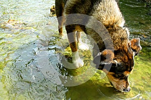 Dog Drinking Water from River