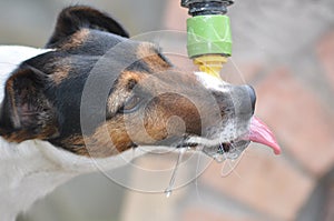 Dog drinking water during summer heat