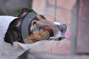 Dog drinking water during summer heat