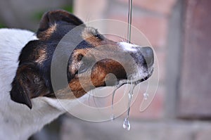 Dog drinking water during summer heat