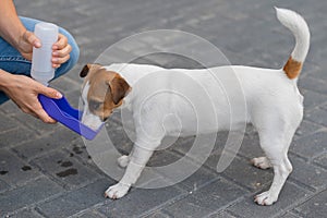 The dog drinks from a portable pet water bottle while walking with the owner