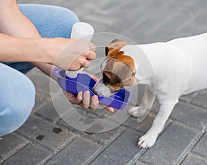 The dog drinks from a portable pet water bottle while walking with the owner