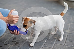 The dog drinks from a portable pet water bottle while walking with the owner
