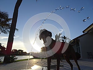 dog drinks and splashes the water from fountain