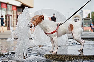 Dog drinks water from fountain in hot summer day