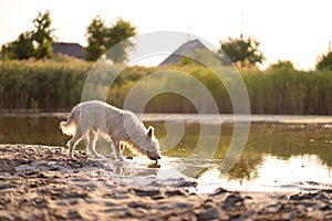 Dog drinks water from a lake at sunset