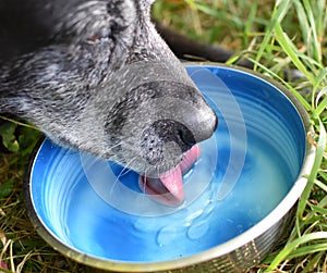 dog drinks water from a metal bowl