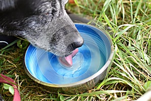 dog drinks water from a metal bowl