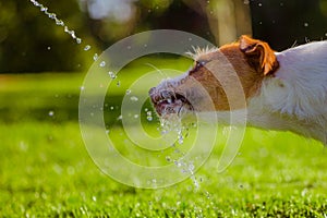 Dog drinks water, spray