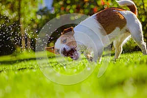 Dog drinks water, spray