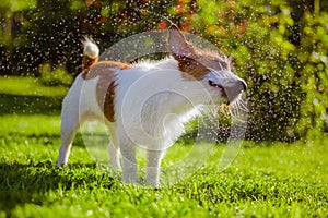 Dog drinks water, spray