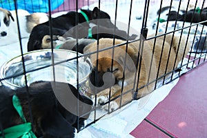 The dog drinks water . Stray puppies in a cage. Dog shelter. The animal is behind bars. Homeless puppies. Small black
