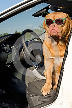 Il cane autista dentro auto 