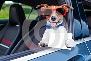 Dog drivers license