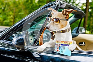 Dog drivers license driving a car