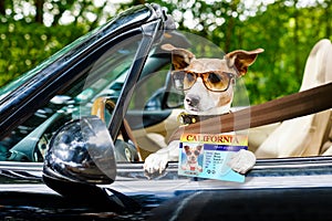 Dog drivers license driving a car