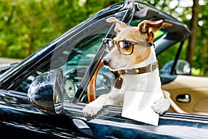 Dog drivers license driving a car