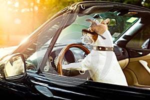 Dog drivers license driving a car