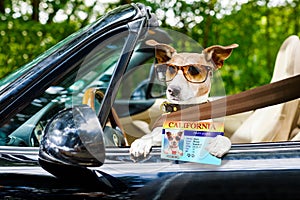 Dog drivers license driving a car photo