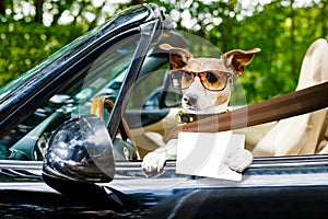 Dog drivers license driving a car