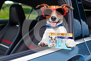 Dog drivers license