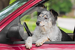 Dog in drivers seat of car