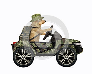 Dog drives military suv