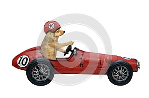 Dog drives retro red sports car
