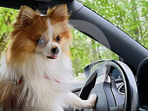 Dog driving a car. German Spitz driving a car
