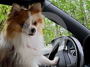 Dog driving a car. German Spitz driving a car