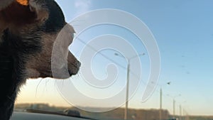 Dog is driving in the car, looking out the window, traveling with a pet, summer holidays