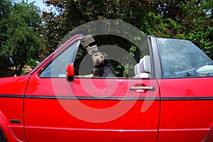 Dog Driving