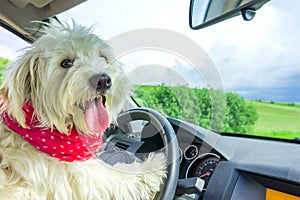 Dog driving a steering wheel