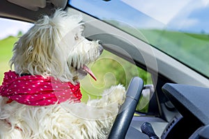 Dog driving a steering wheel in a car