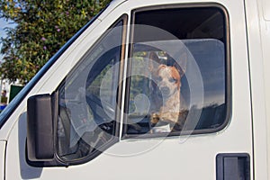 dog driving a truck in the driver\'s seat