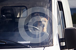 dog driving a truck in the driver\'s seat