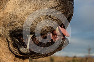 Dog Drool Macro