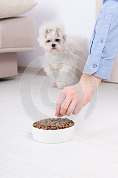 Dog with dry food