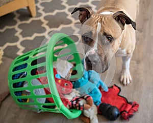 Dog Dumps Toy Basket and Wants to Play