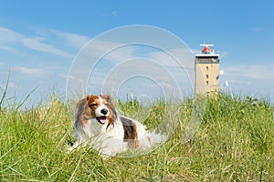 Dog in the dunes