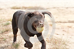 Dog in dunes playing with his ball